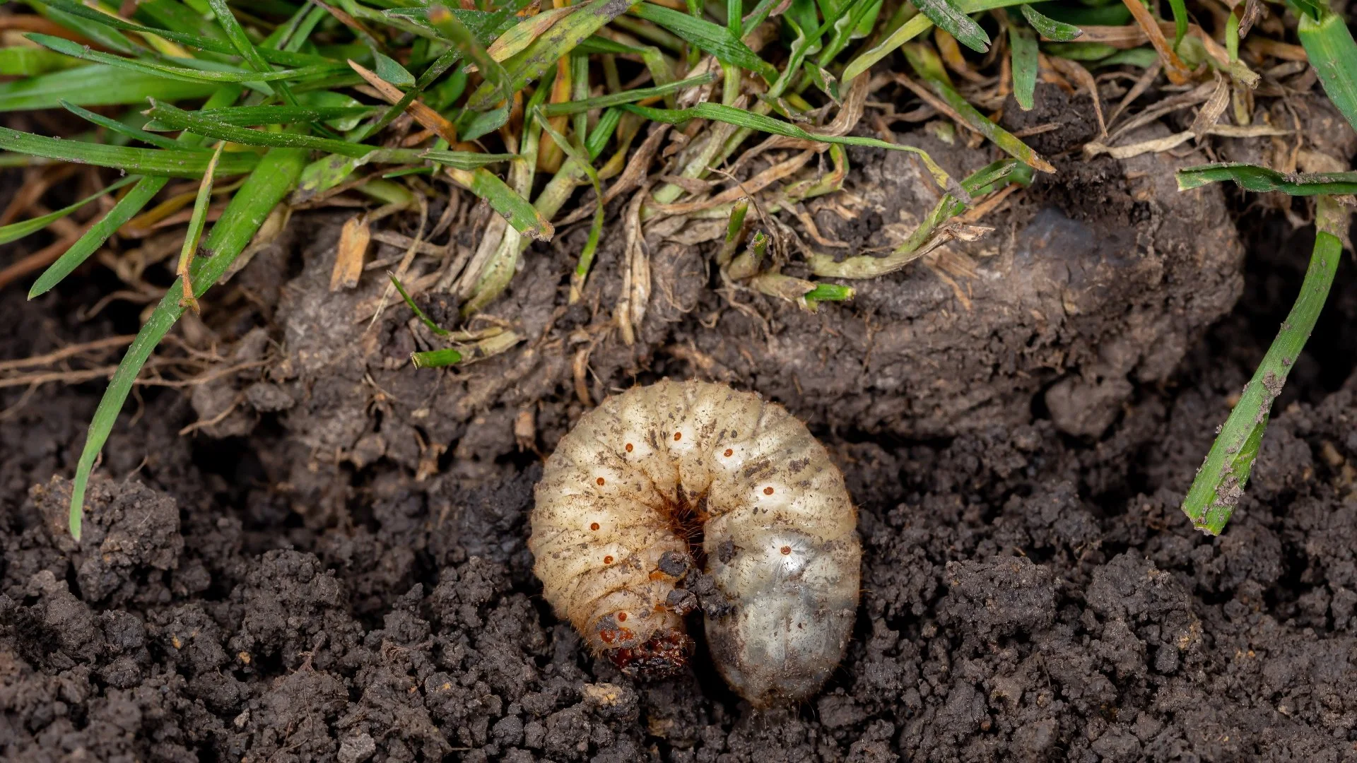 Don't Forget to Put Down Preventative Grub Control Before It's Too Late!