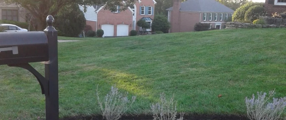 Lawn cared and maintained by professional lawn company in Loveland Park, OH.