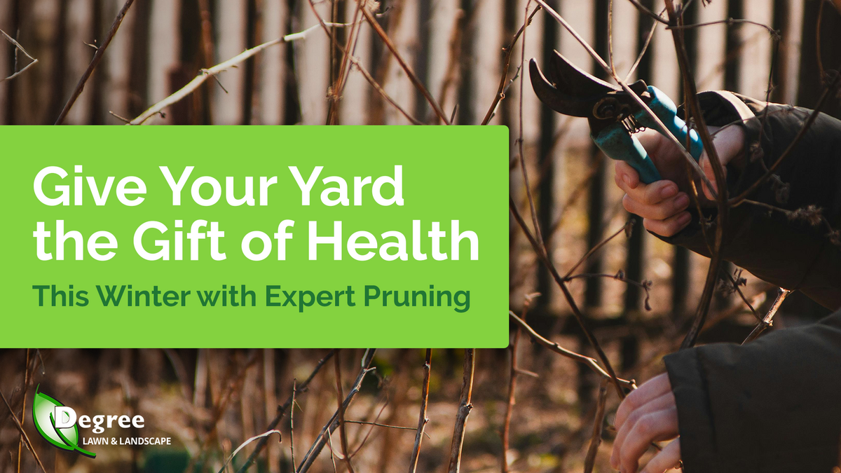  Give Your Yard the Gift of Health This Winter with Expert Pruning