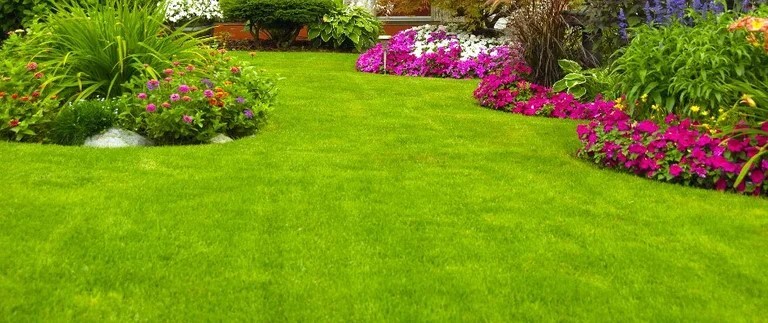 Landscape of grass and flowers