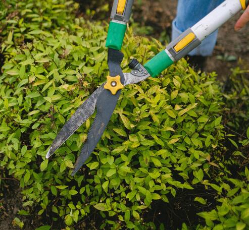 Trimming bush