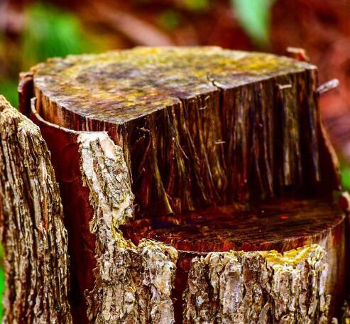 Cut tree stump