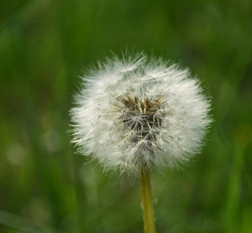 Dandelion