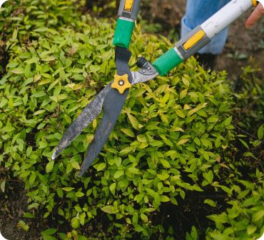 Trimming a shrub