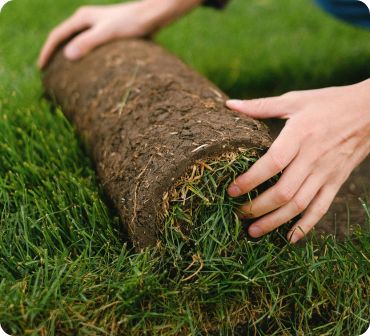 Rolling Up Sod