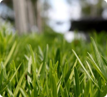 Close-up of grass