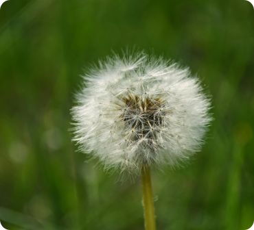 Single Dandelion